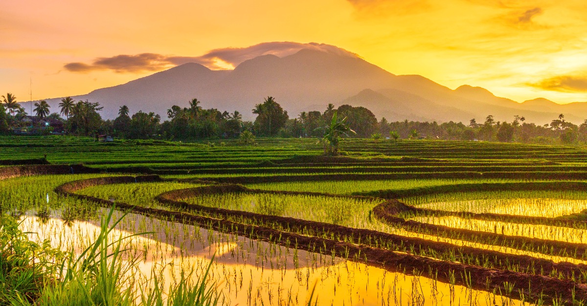 Indonesie rijstvelden