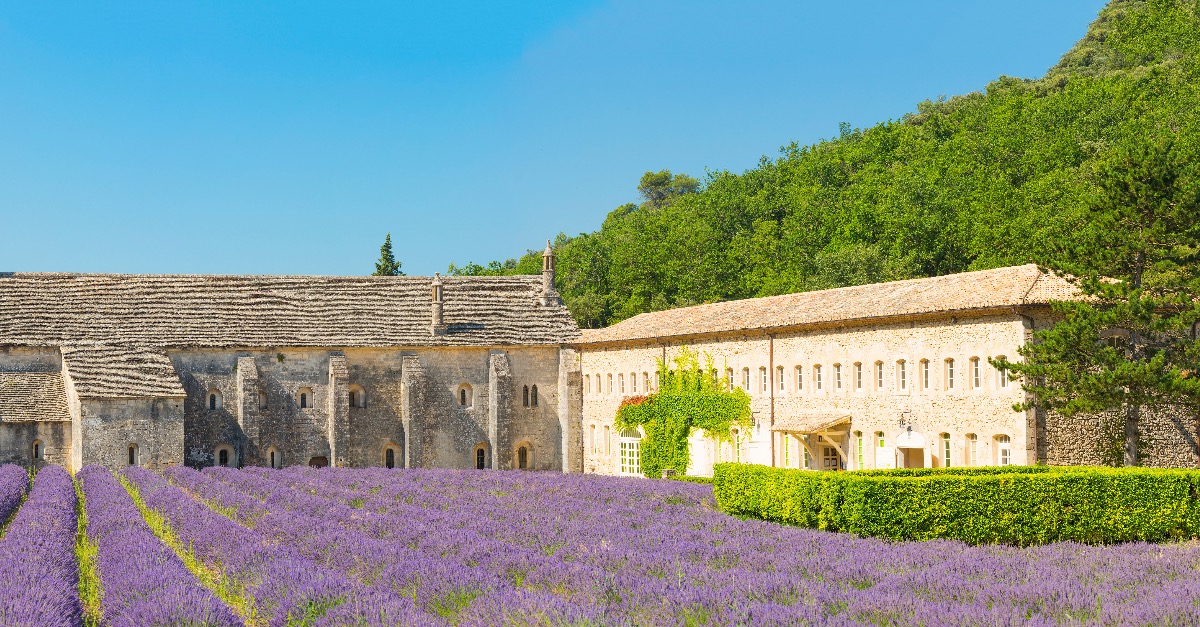  lavendel in de Provence